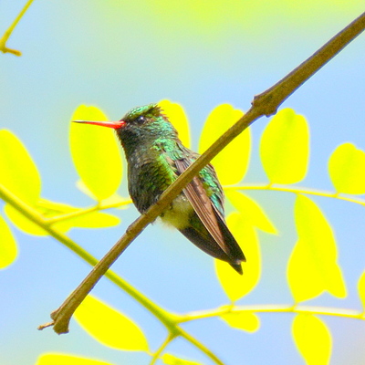 Glitering-Belellied Emerald